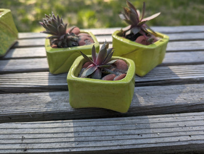 Succulent "Beach" - 3 inch