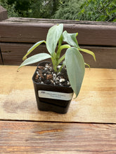 Load image into Gallery viewer, Philodendron hastatum “Silver Sword”
