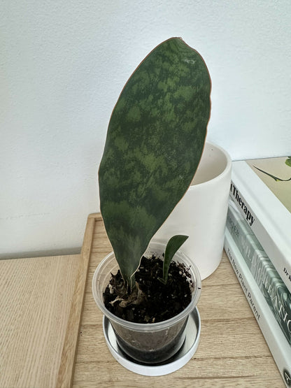 'Whale Fin' Snake Plant (Sansevieria Masoniana) - Grower's Choice