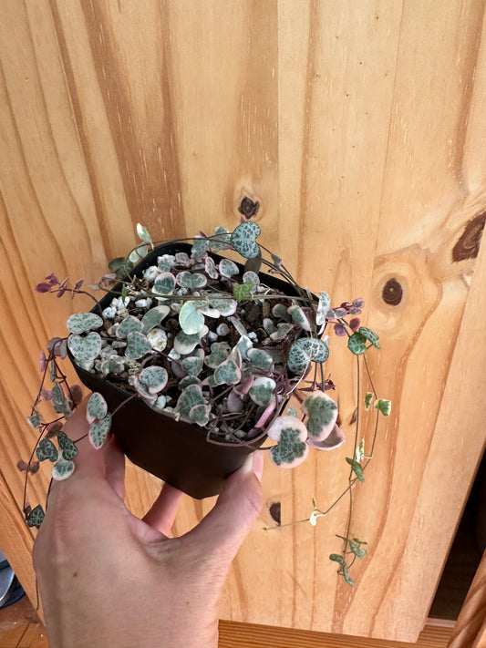 Ceropegia Woodii Variegated ‘string of hearts’