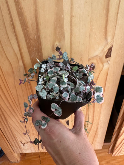 Ceropegia Woodii Variegated ‘string of hearts’