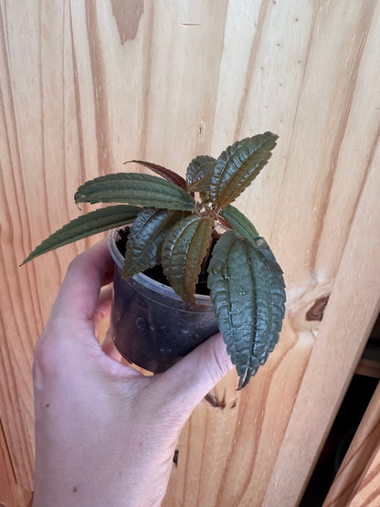 Pilea grandifolia 'Coral'