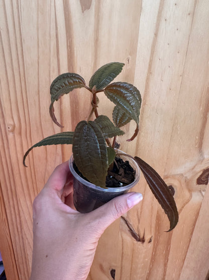 Pilea grandifolia 'Coral'