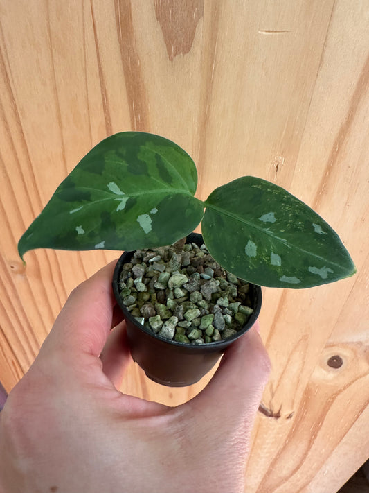 aglaonema pictum tricolor