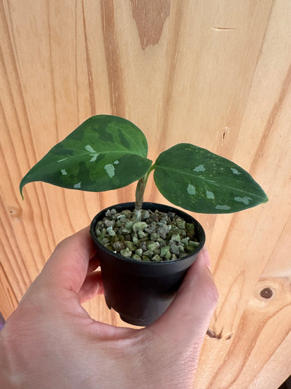 aglaonema pictum tricolor