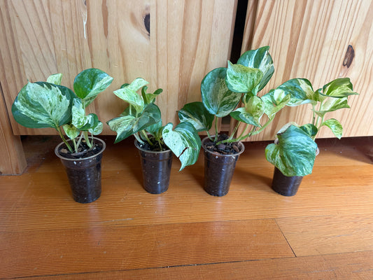 Epipremnum aureum 'Manjula' pothos