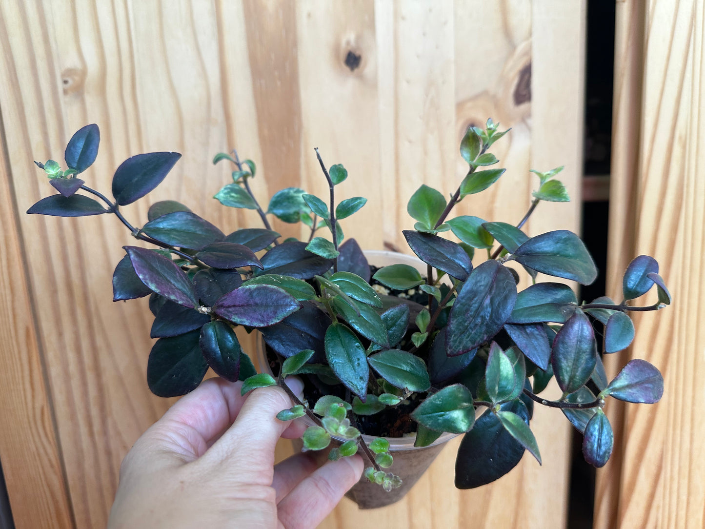 Aeschynanthus micranthus 'Variegated lipstick’