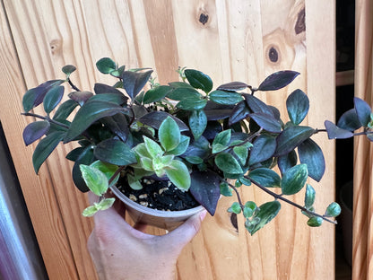 Aeschynanthus micranthus 'Variegated lipstick’