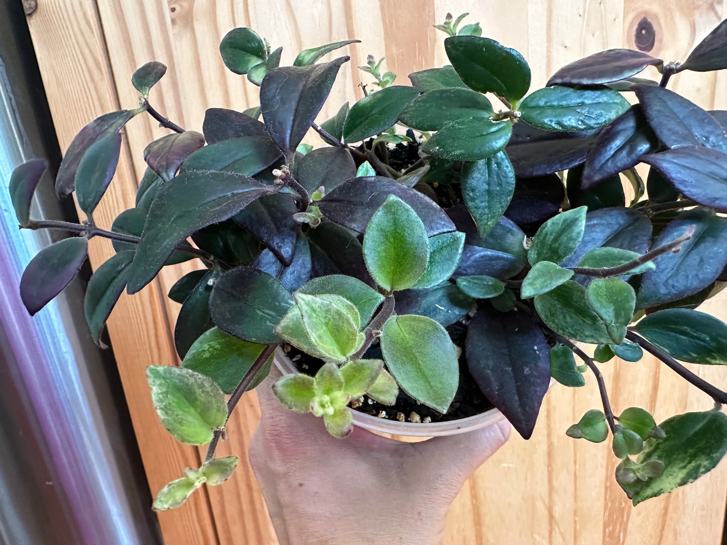 Aeschynanthus micranthus 'Variegated lipstick’