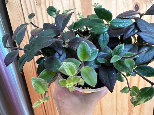 Aeschynanthus micranthus 'Variegated lipstick’