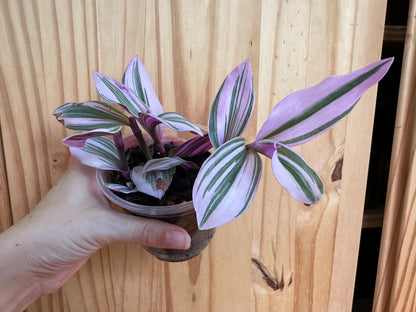 tradescantia nanouk