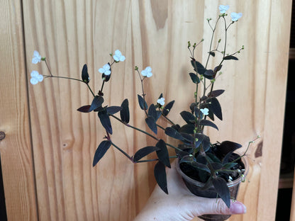 tradescantia jose puig