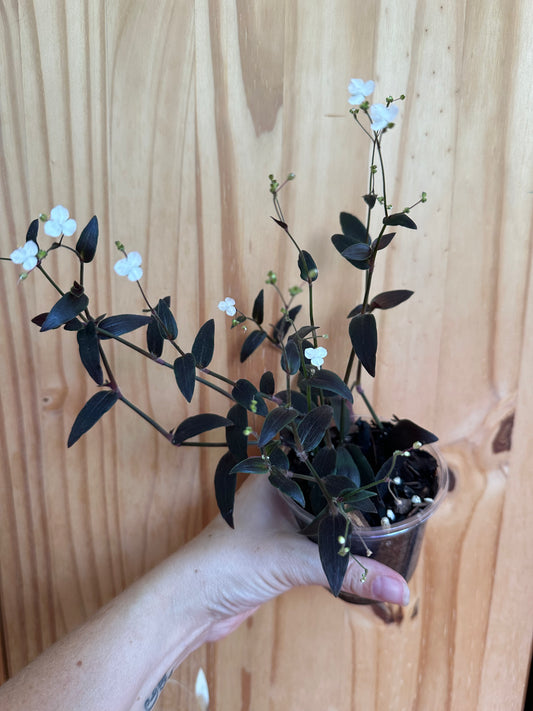 tradescantia jose puig
