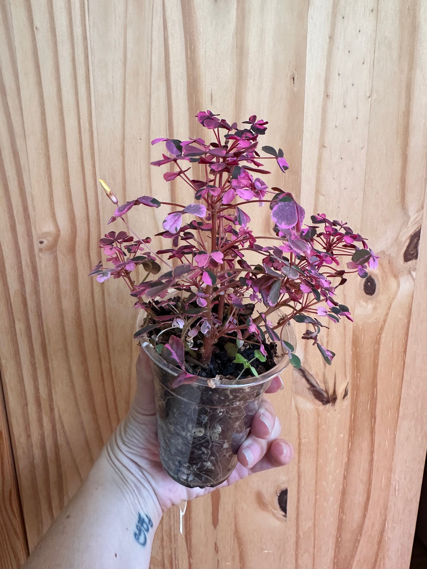 Oxalis bicolor ‘candy cane shamrock’