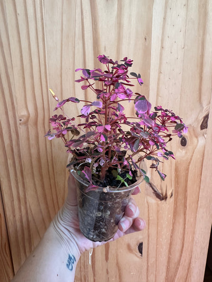 Oxalis bicolor ‘candy cane shamrock’