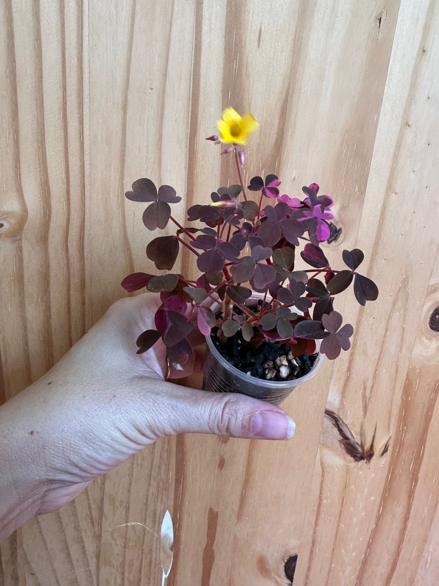 Oxalis bicolor ‘candy cane shamrock’