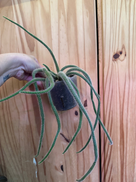 Aporocactus flagelliformis “Rattail Cactus”