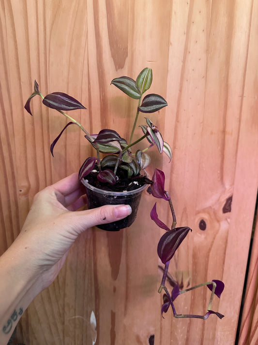 tradescantia mixed