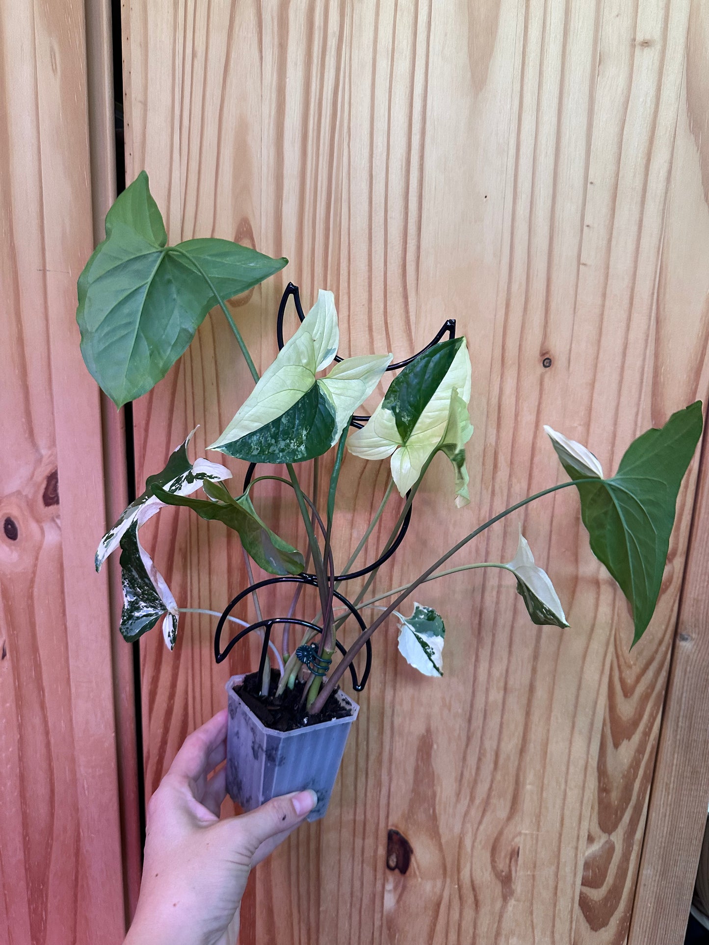 Syngonium podophyllum albo-variegatum (with trellis)