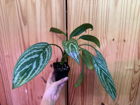 aglaonema “stripes”