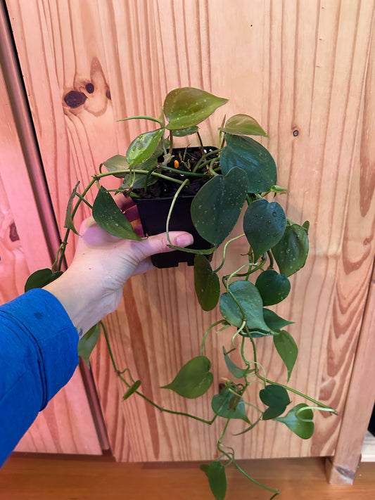 Philodendron Hederaceum 'Heartleaf'