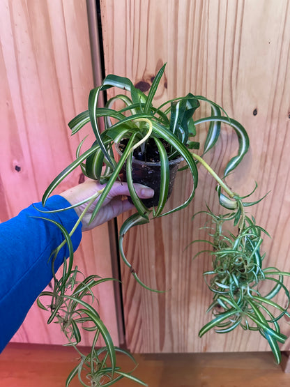 chlorophytum comosum variegatum “spider plant”