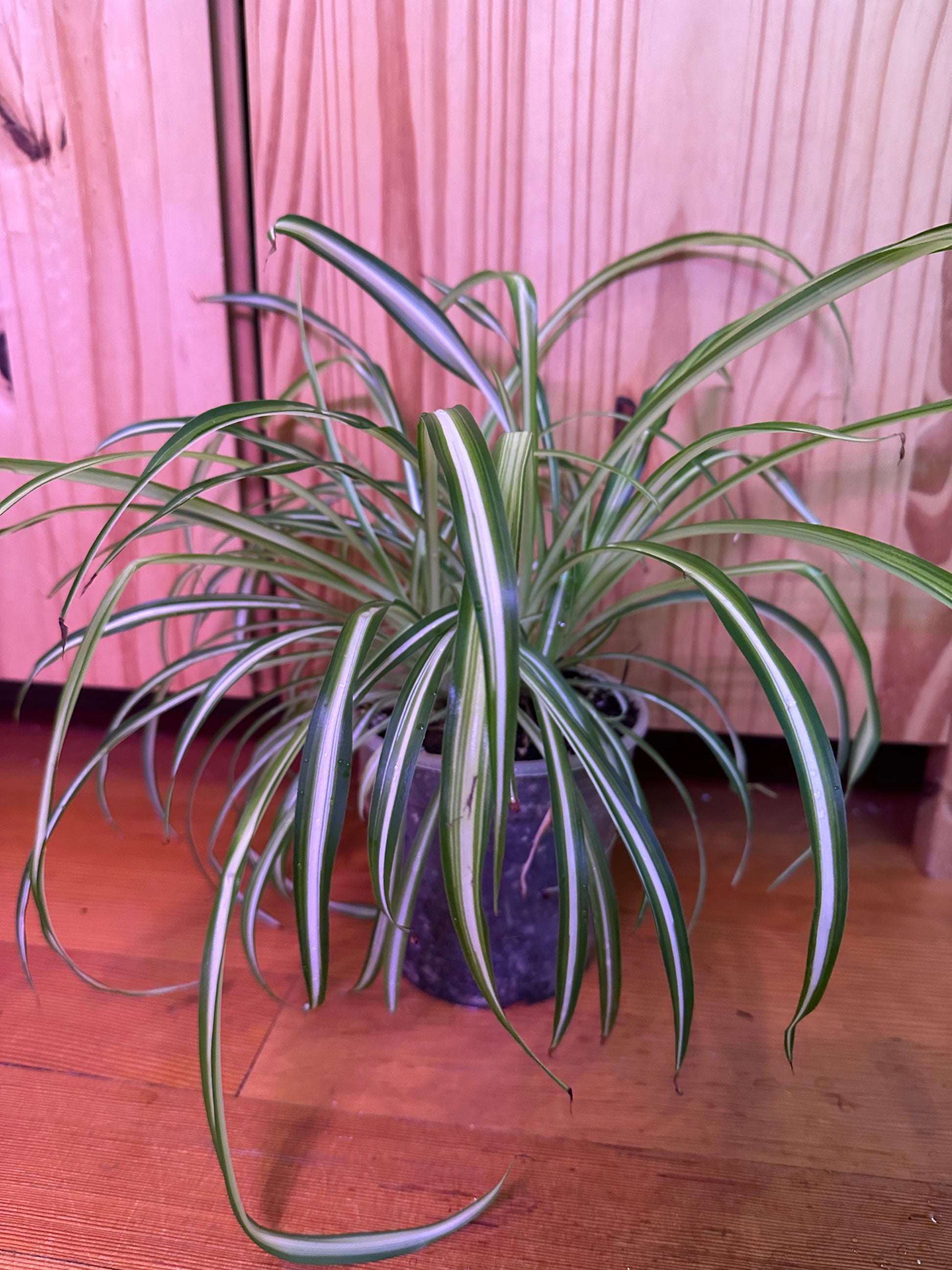 chlorophytum comosu chlorophytum comosum “spider plant” – plantbaby
