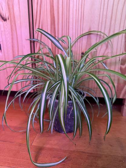 chlorophytum comosum variegatum “spider plant”