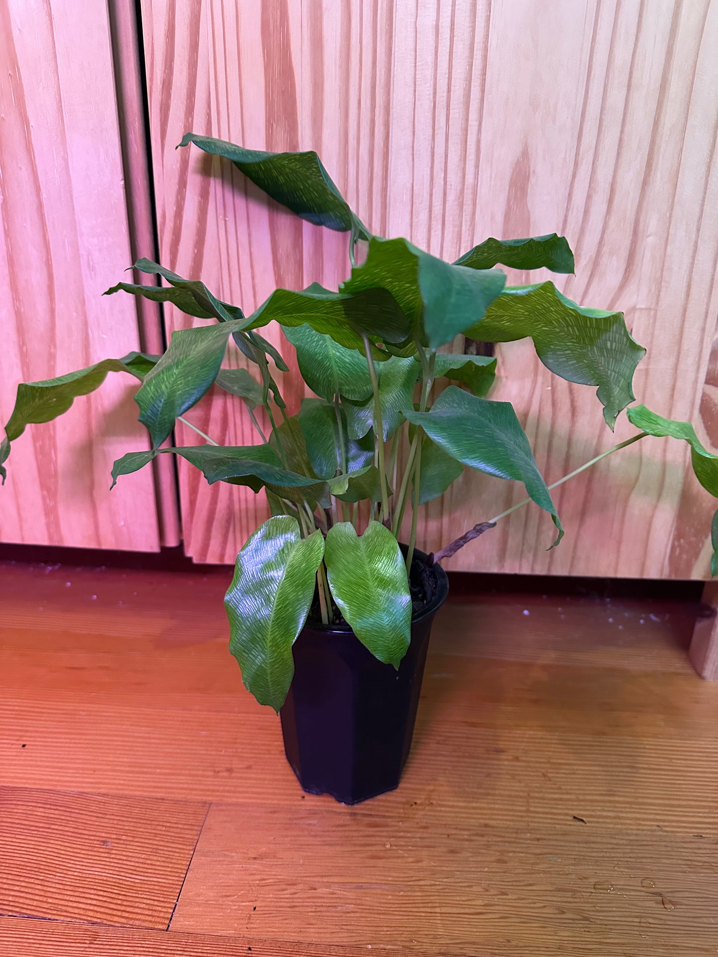 Calathea musaica ‘Network’