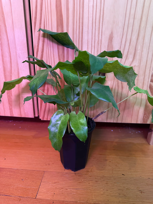 Calathea musaica ‘Network’
