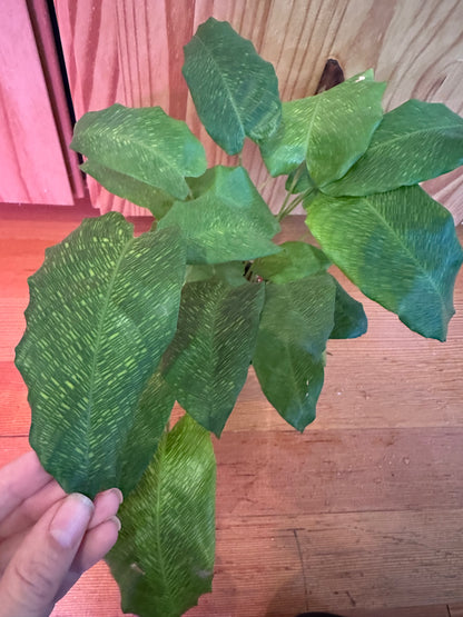 Calathea musaica ‘Network’