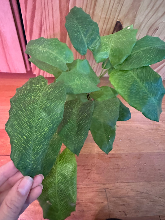 Calathea musaica ‘Network’