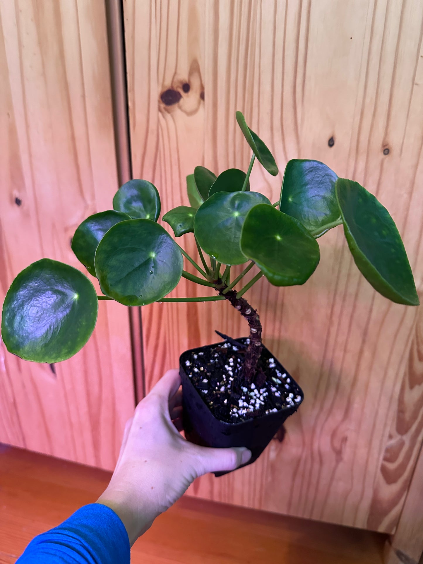 Pilea Peperomioides "Friendship plant"