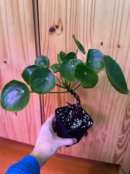Pilea Peperomioides "Friendship plant"