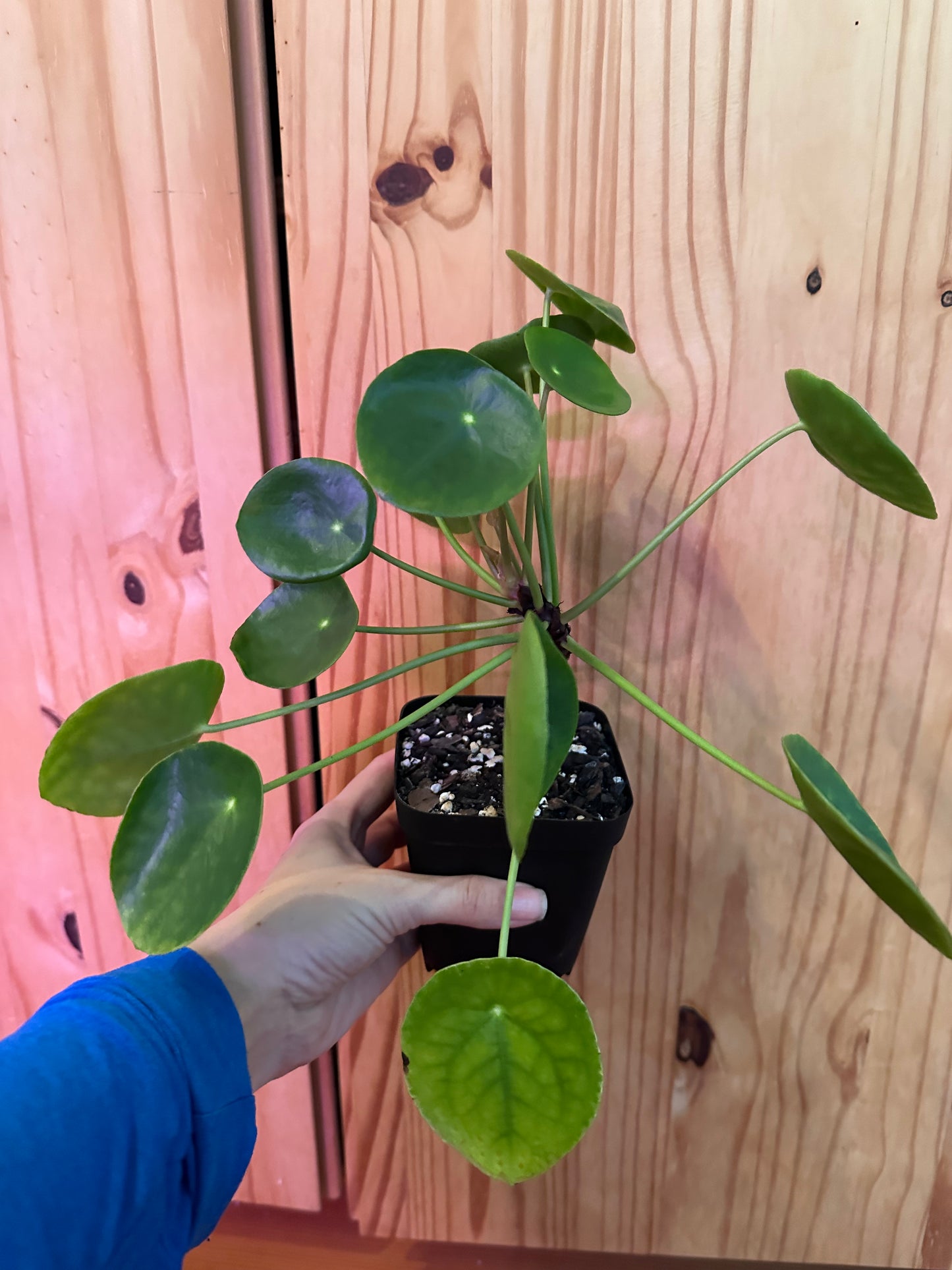 indoor friendship plant Pilea Peperomioides "Friendship plant" – plantbaby