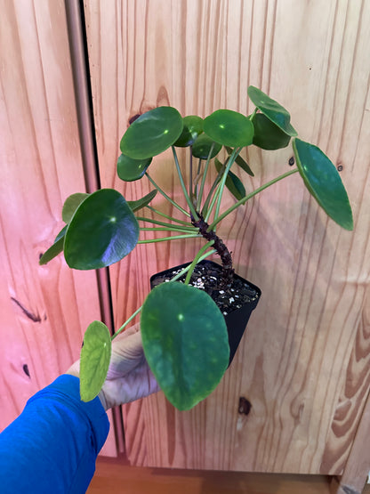 Pilea Peperomioides "Friendship plant"
