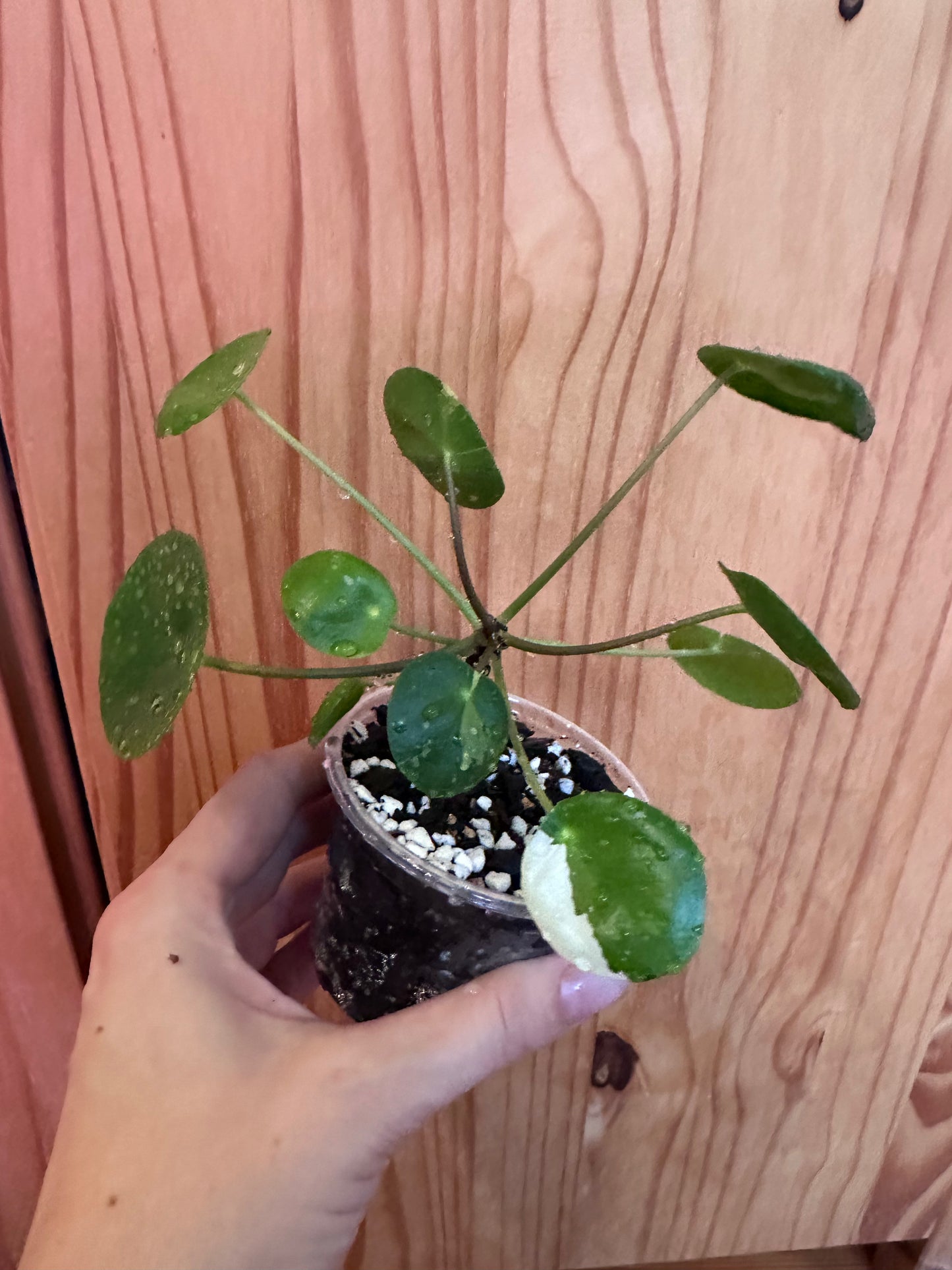 Pilea Peperomioides variegated "Friendship plant"