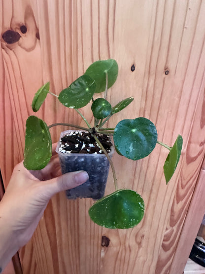Pilea Peperomioides variegated "Friendship plant"