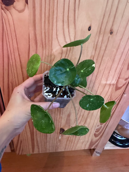 Pilea Peperomioides variegated "Friendship plant"