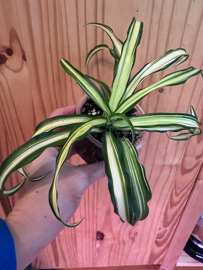 chlorophytum comosum variegatum “spider plant”