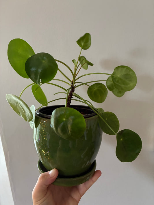 Pilea peperomioides Friendship plant