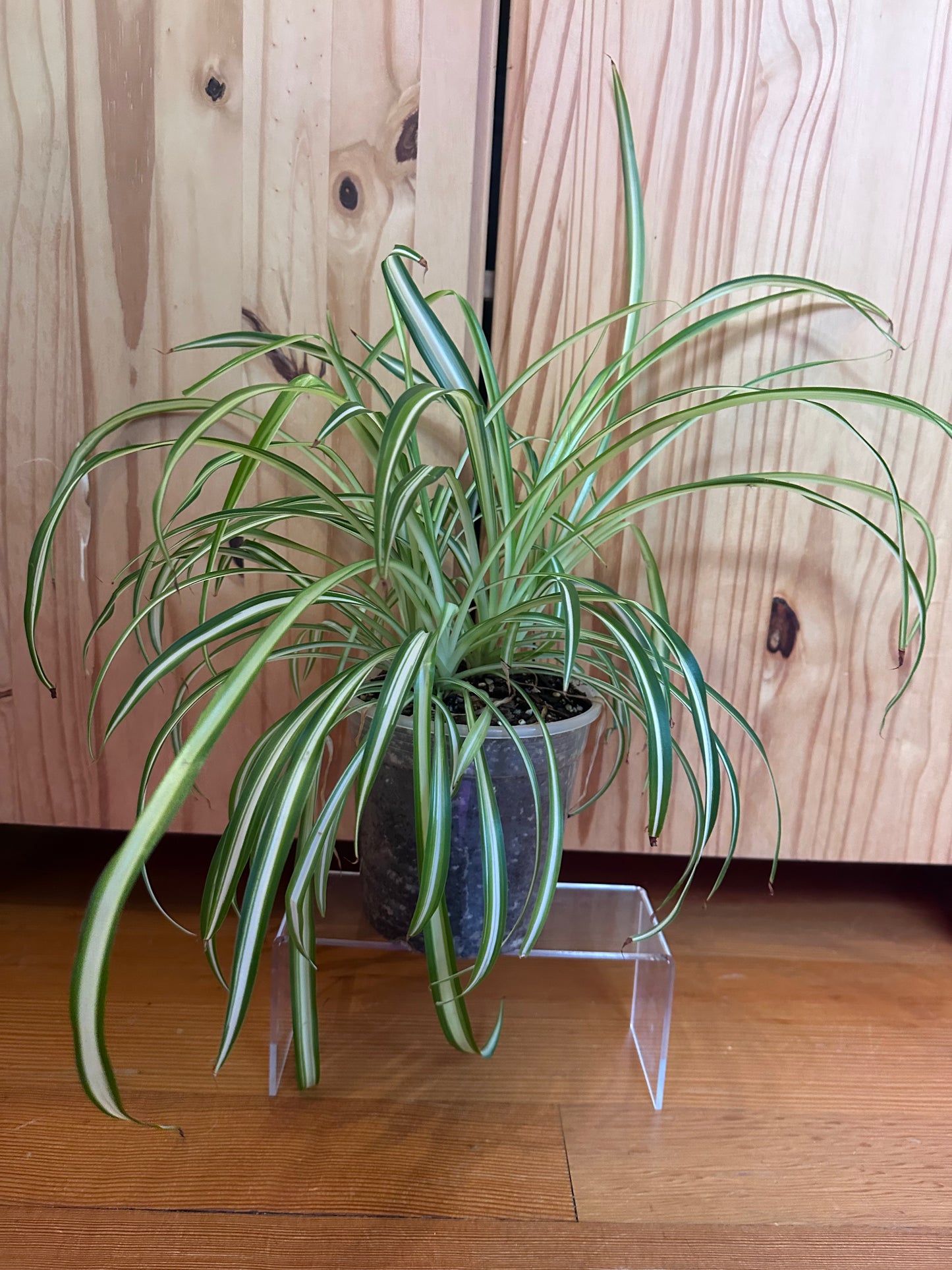 chlorophytum comosum variegatum “spider plant”
