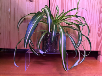 chlorophytum comosum variegatum “spider plant”