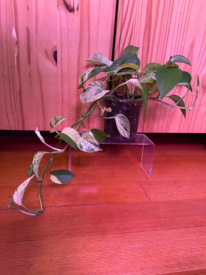 Epipremnum aureum 'marble queen pothos’