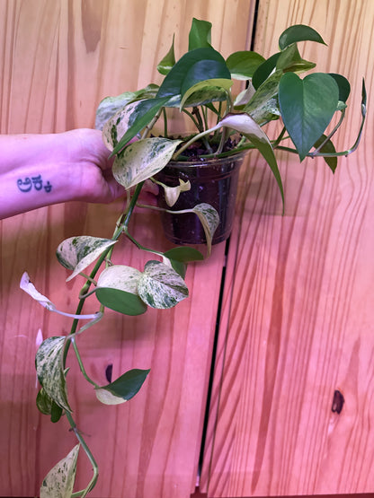 Epipremnum aureum 'marble queen pothos’