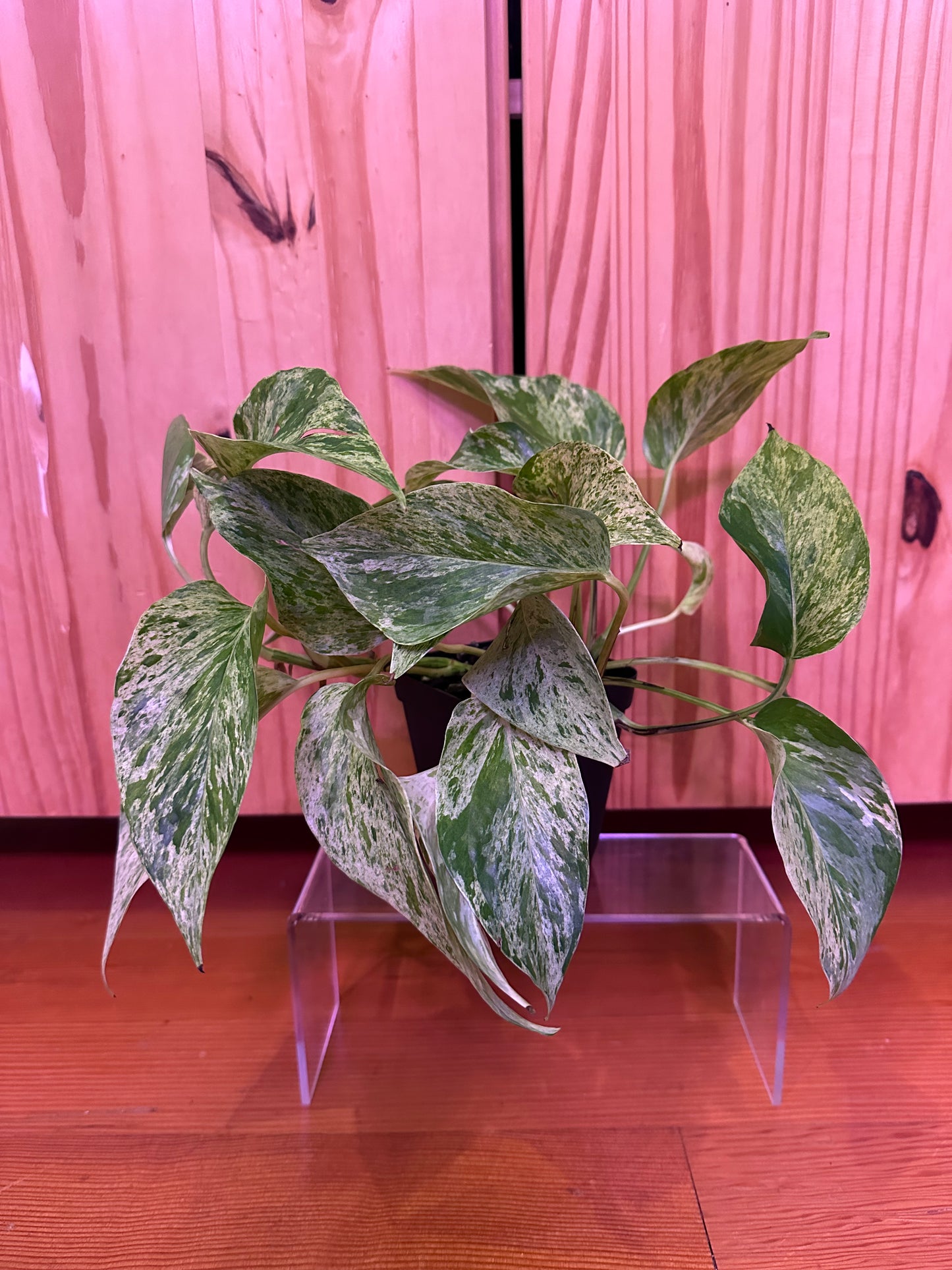 Epipremnum aureum 'marble queen pothos’