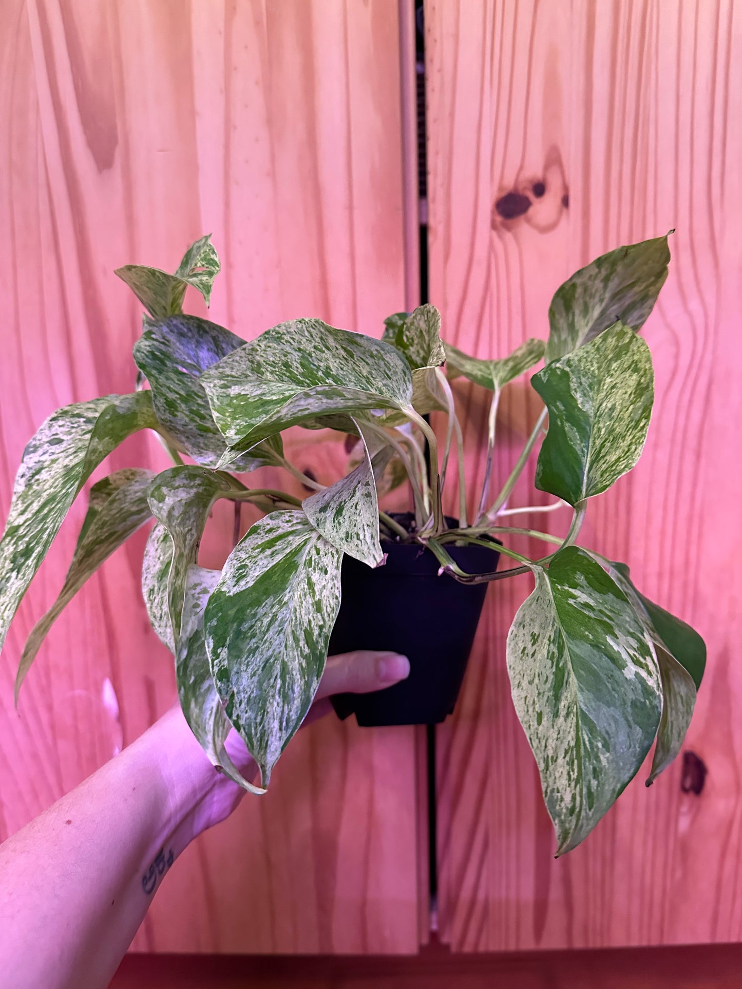 Epipremnum aureum 'marble queen pothos’