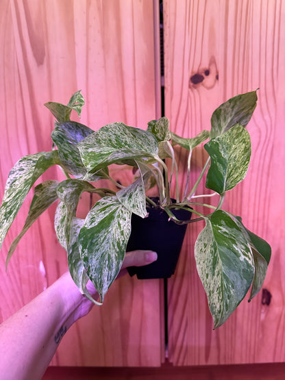 Epipremnum aureum 'marble queen pothos’