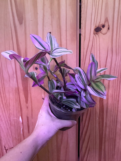 tradescantia nanouk