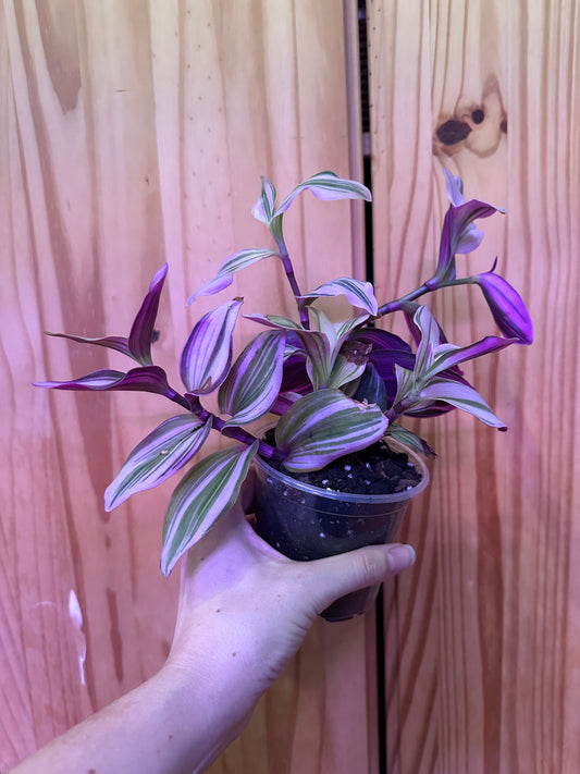 tradescantia nanouk